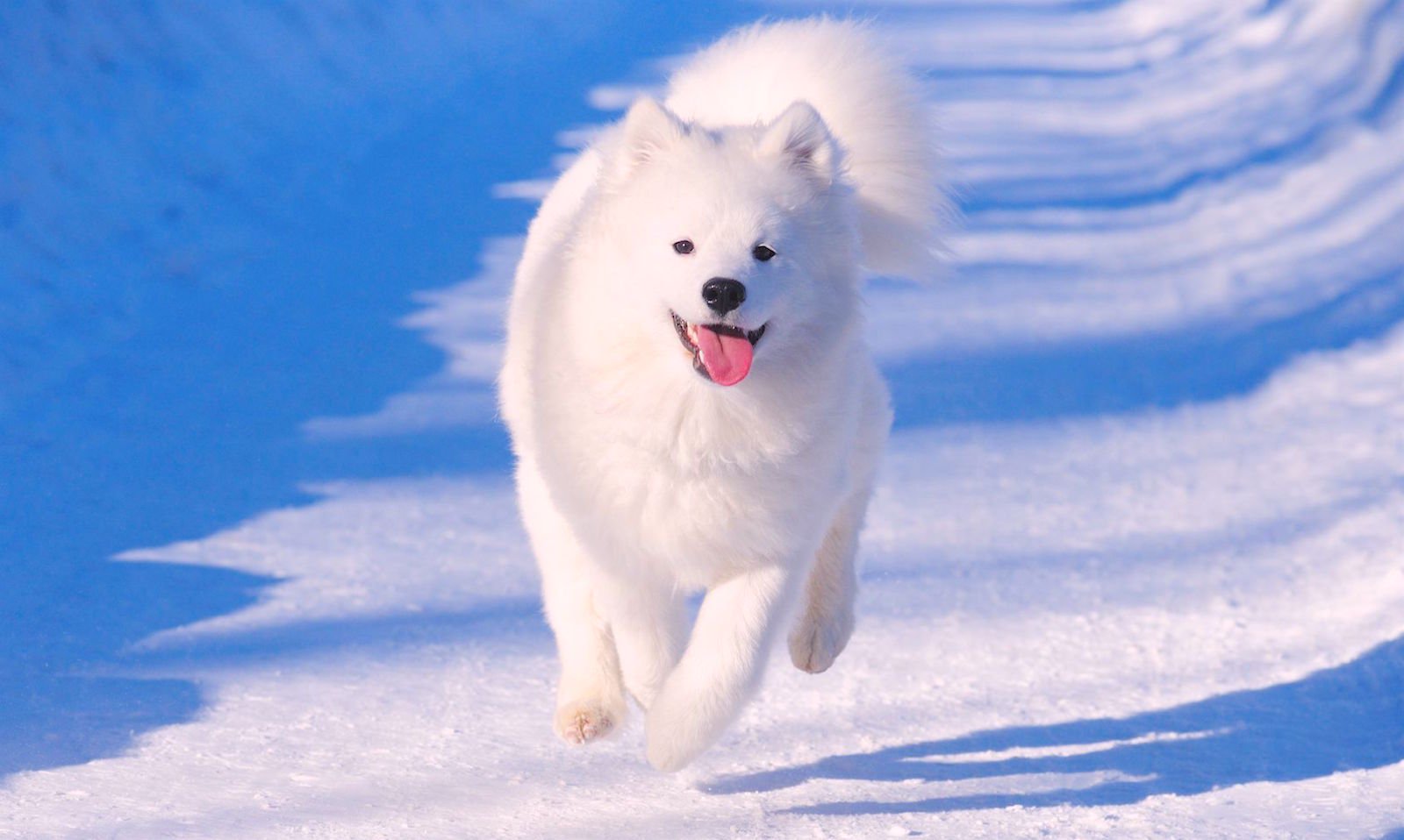 huấn luyện chó samoyed