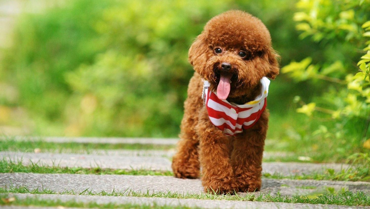 Khóa huấn luyện chó Poodle tại trung tâm sẽ gồm những gì?