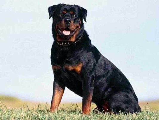 Dành Cho Khách Hàng Đang Quan Tâm Đến Huấn Luyện Chó Rottweiler
