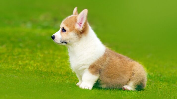 Mọi Thông Tin Bạn Cần Biết Về Khóa Huấn luyện chó Corgi