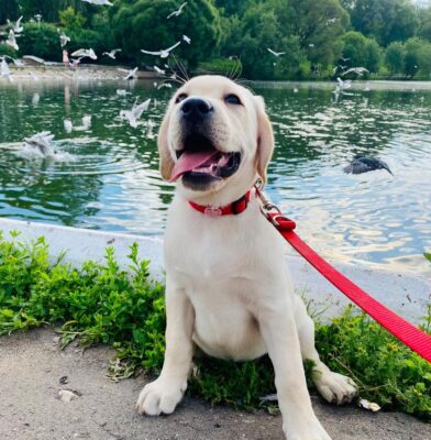 Mọi Thông Tin Bạn Cần Biết Về Khóa Huấn Luyện Chó Labrador