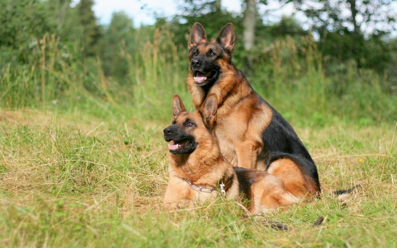 Tất Cả Về Khóa Huấn Luyện Chó Becgie