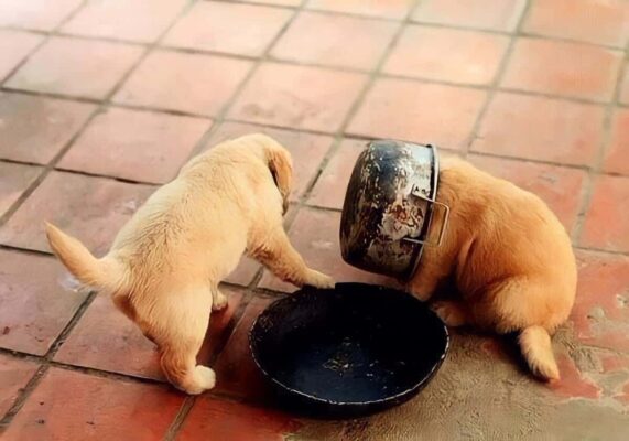 Tất Tần Tật Về Khóa Huấn luyện chó Cỏ