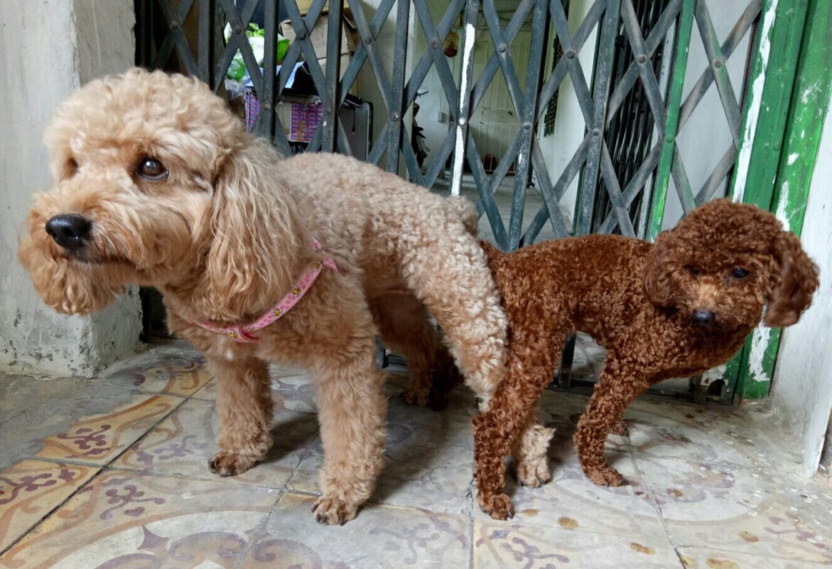 phối giống chó poodle
